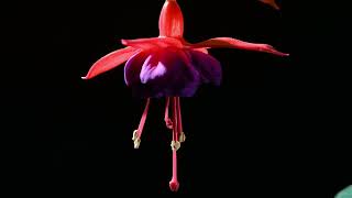 Fuchsia flower opening time lapse. 4K #fuchsia by Neil Bromhall 2,306 views 1 year ago 46 seconds