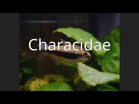 Characidae