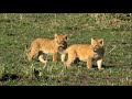 SafariLive Sept 17- Cute lion cubs and the buffs are still at Djuma!