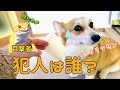コーギー二日連続の留守番のはらいせ？帰宅したママショック。いつもやらないいたずら勃発！