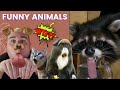 Funny Animals | Baby Goats Are D*cks | Thirsty Racoon &amp; Snow Poo Roll!