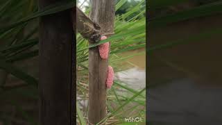 Scrambled eggs  #nature #utcountryside #villagelife