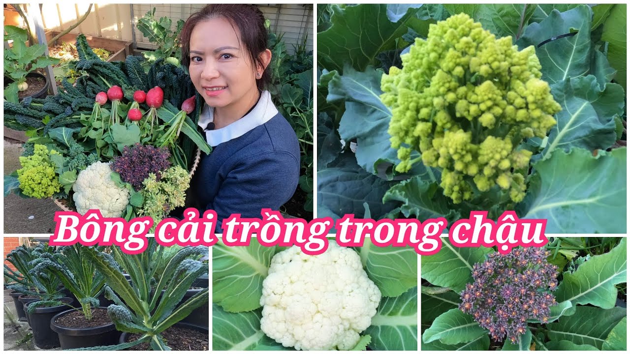 Thu hoạch cải kale, các loại bông cải, cần tây sau vườn ở Úc|Harvesting vegetable in my garden