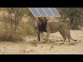 Male lion in Kgalagadi Transfrontier Park rubs against solar panel then spray marks pole