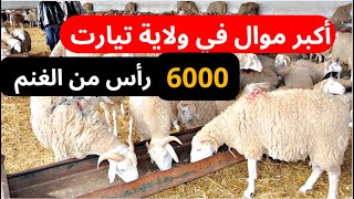 أكبر موال في ولاية تيارت يملك 6000 رأس محروم من النخالة 