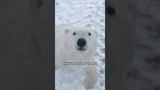 Polar Bears are Actually BLACK
