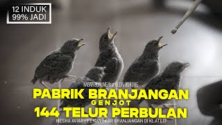 EPS2 | Pabriknya Burung Branjangan, di tangan Nesha Aviary Branjangan Jawa kini tak jadi Punah