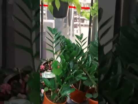 Old Brooms My Childhood Memories Came Back To Life 