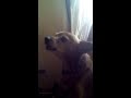 Bijou chien qui chante