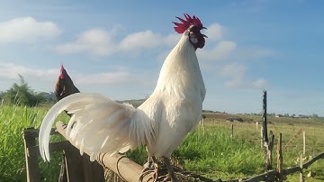 Saib kv tij laug tu qaib dib dawb qaib mo xwb nawb 10 5th 2021