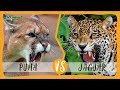 PUMA vs JAGUAR: ¿Cual ganaría?