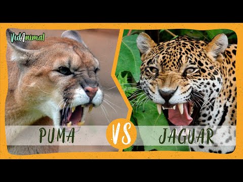 Vídeo: Diferencia Entre Jaguar Y Puma