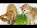 Mama cat and kittens&#39; reaction to cat grass