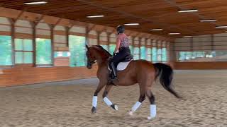 Halcyon - 2012 KWPN Mare