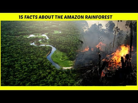 15 facts about the amazon rainforest - YouTube