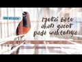 Pancingan Efektif Murai Batu Gacor Bongkar Isian White Rumped Shama Singing Mp3 - Mp4 Download