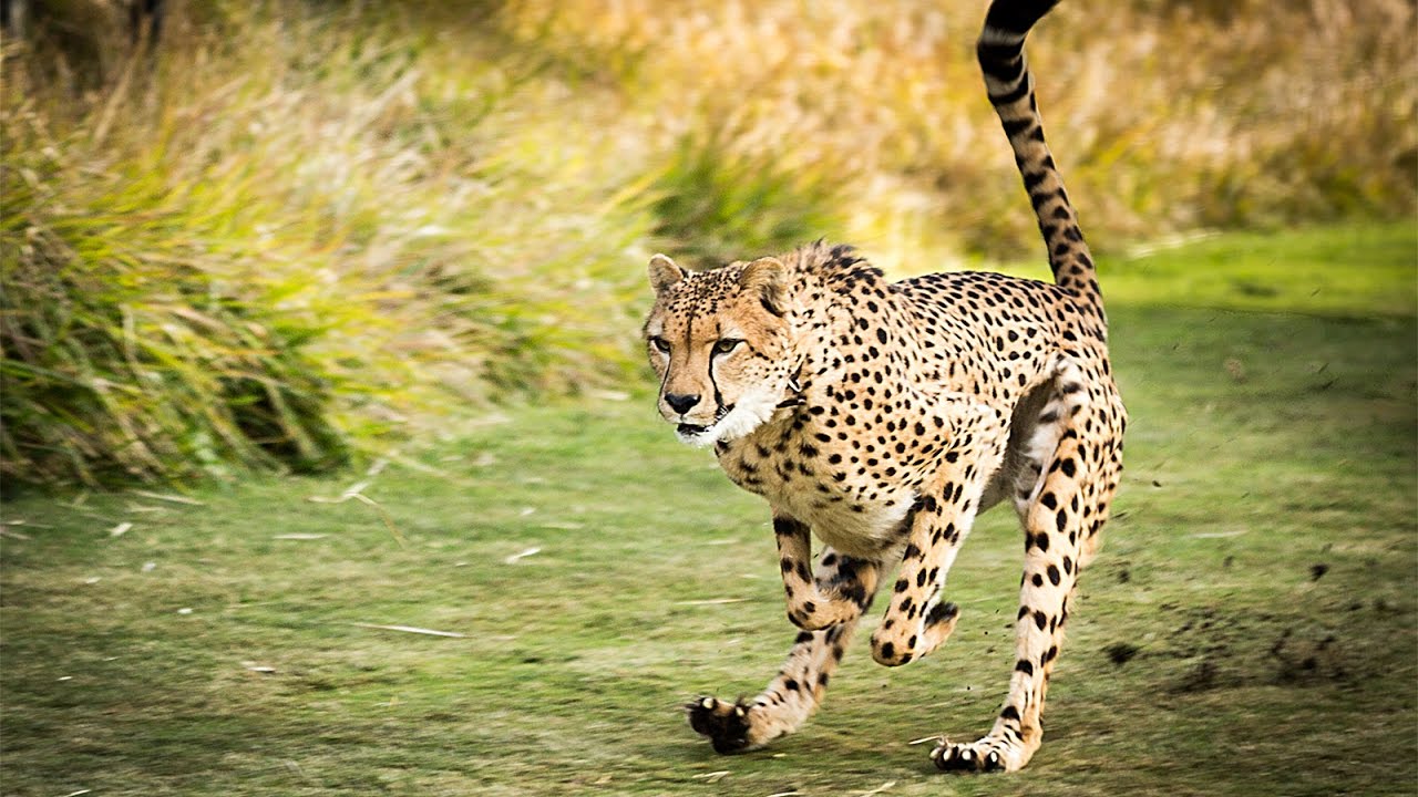 Cheetah Running At Top Speed On A Race Track! 