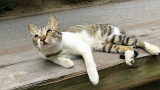 A Stray Cat Wants to Catch Birds by Kittypuppy TV 411 views 9 months ago 2 minutes, 38 seconds