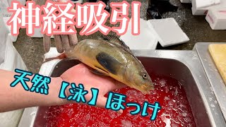 【天然の活ホッケ】これを干物にしたら旨すぎる