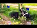 American bully fights with venomous snake and kill it