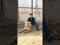 Animal lovers attendance lion king with isi lion isi mianazhar lions animal shorts viral