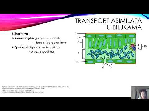 Video: Zašto je intenzitet svjetlosti ograničavajući čimbenik fotosinteze?