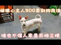 狠心的主人，把苏格兰梗犬卖到狗肉馆，美容师还你梗犬本来的气质  Dog rescue in China 20220521