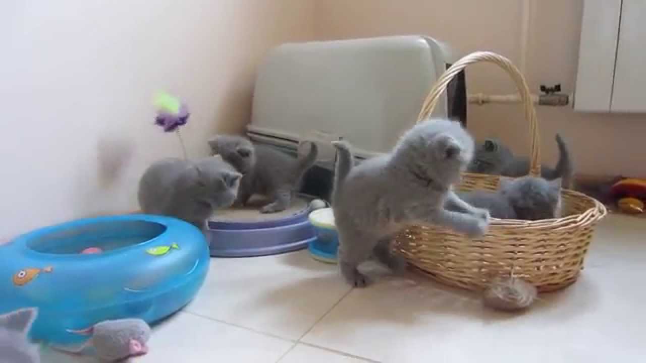 котят голубых британцев фото