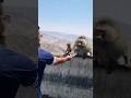 Saudi Arabia Monkeys Funny Video Razaalfardanvlogs Funnyvideos Tiktokvideo Comedy Funny Taif Saudi Arabia Monkeys Funny Video Razaalfardanvlogs Funnyvideos Tiktokvideo Comedy Funny Taif
