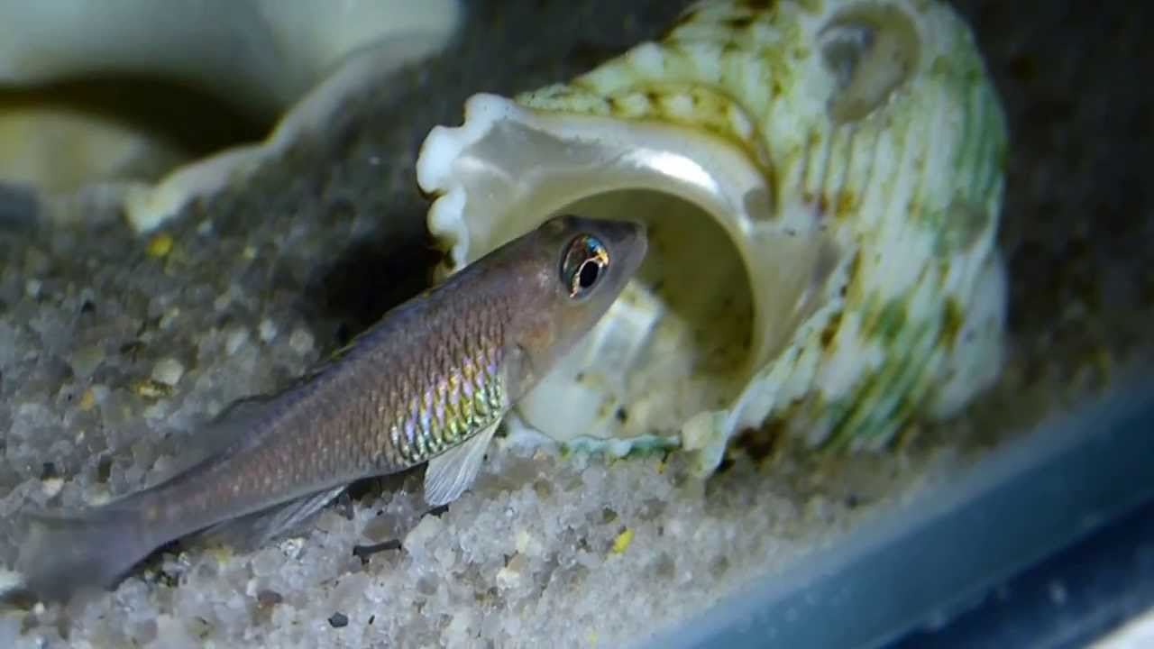 Neolamprologus signatus. (1)