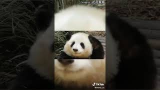 Just Some Pandas Being Extremely Cute