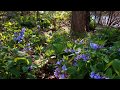 Blue Ridge spring: flowing stream, birds &amp; bluebells