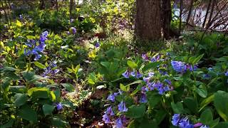 Blue Ridge spring: flowing stream, birds &amp; bluebells