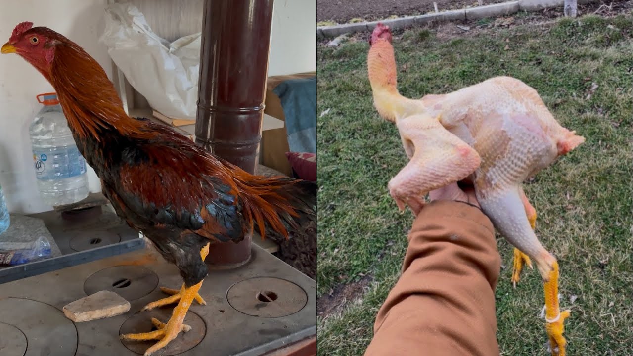 Rooster Cutting and Cleaning - YouTube