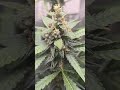 sweet mandarine skittles xl