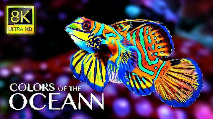 Colors of the Ocean 8K ULTRA HD - Best Sea Animals for Relaxing and Calming Music