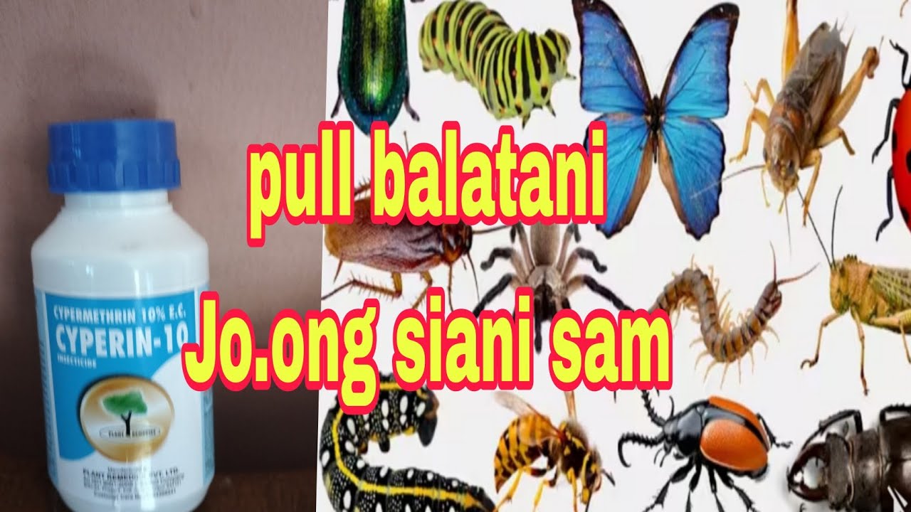 Jo.ong siatani sam aro pull bibalatani