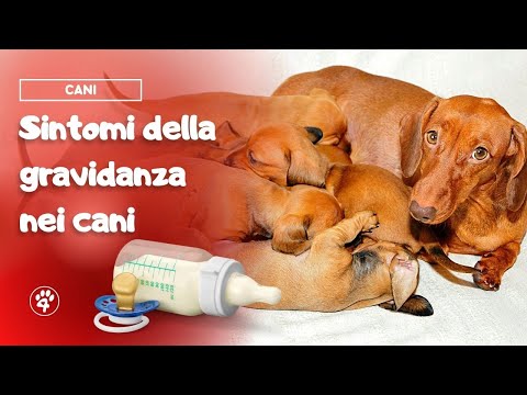 Video: Come identificare le specie di tartaruga animale domestico