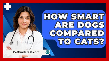 How Smart Are Dogs Compared To Cats? - PetGuide360.com