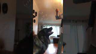 Leonberger and toddler playing with bubbles by SquishStine 452 views 4 years ago 1 minute, 6 seconds