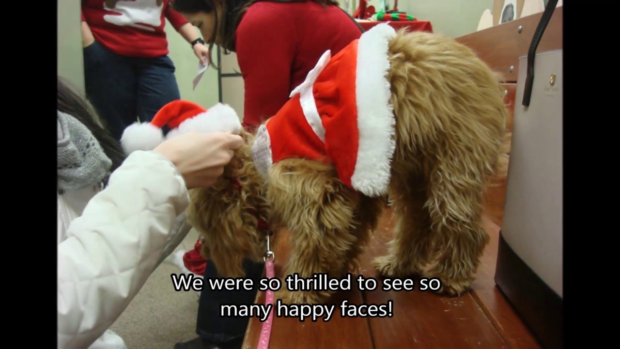 pet-photos-with-santa-2016-youtube