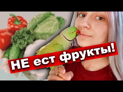 Parrot does not eat vegetables 🍎How to teach your parrot to eat fruits and vegetables 🌶