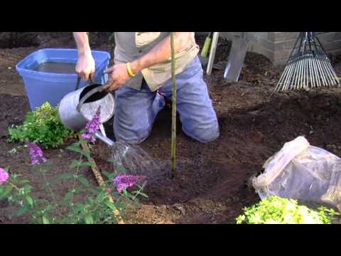 How To Plant Dormant Bare Root Trees Cottage Farms Direct Youtube