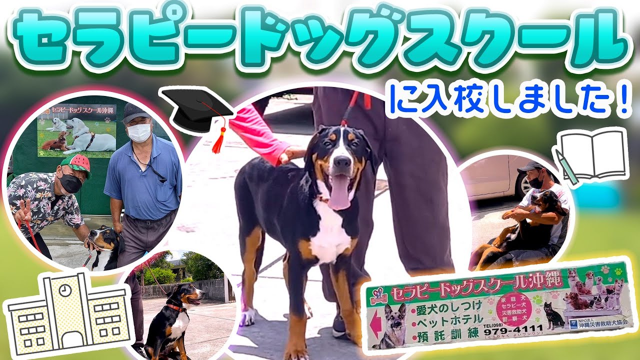 ウチのワンちゃんが沖縄のセラピードッグスクールに入校しました