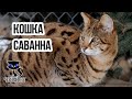 ✔ КОШКА САВАННА - самая дорогая в мире кошка для любителей экзотики