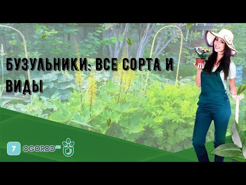 Video: Vrste I Sorte Buzulnika (54 Fotografije): Buzulnik U Obliku Palme I Uskogrud, Vič I S Dlanovima, Padina. Sorta 