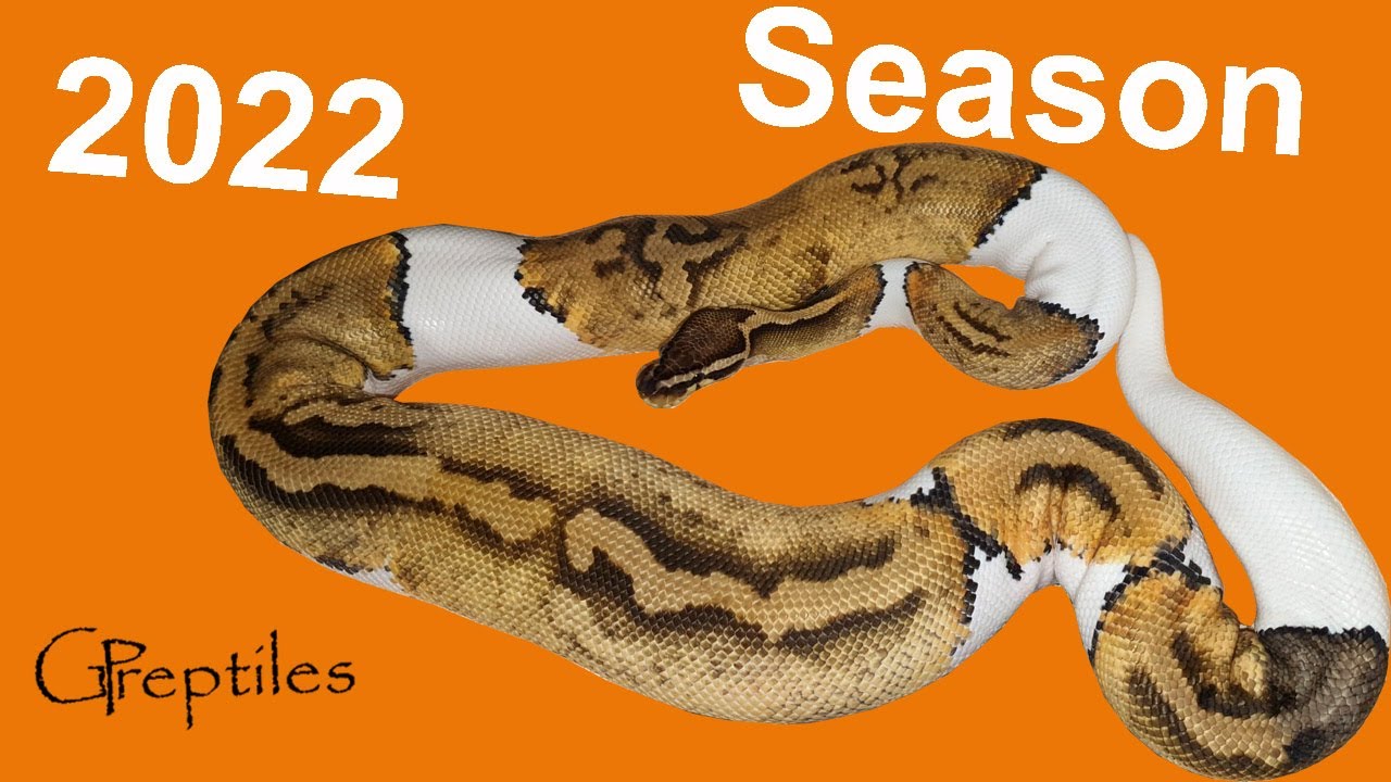 Ball Python breeding plans for 2022! - YouTube