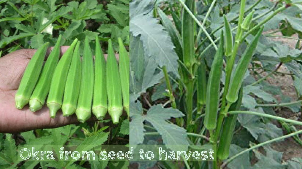 How to Plant Okra? (Complete Growing Guides)