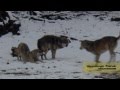 Wolves in winter