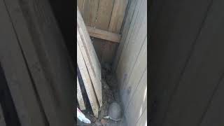 Box turtle eating a snake